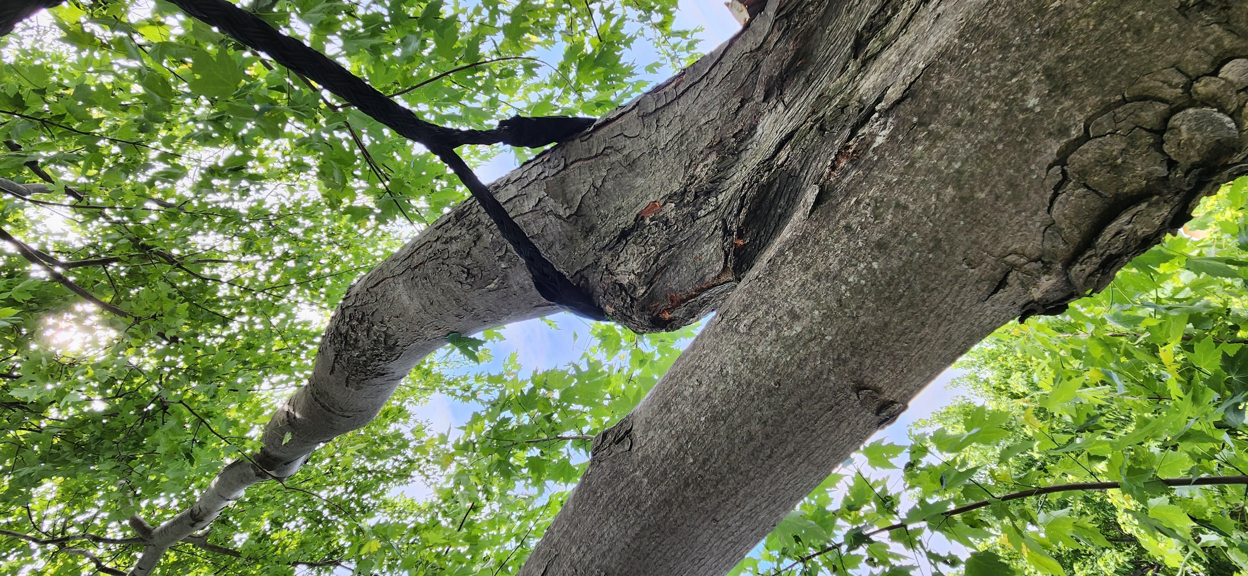 Vue en contre-plongée d'un grand arbre — haubanage