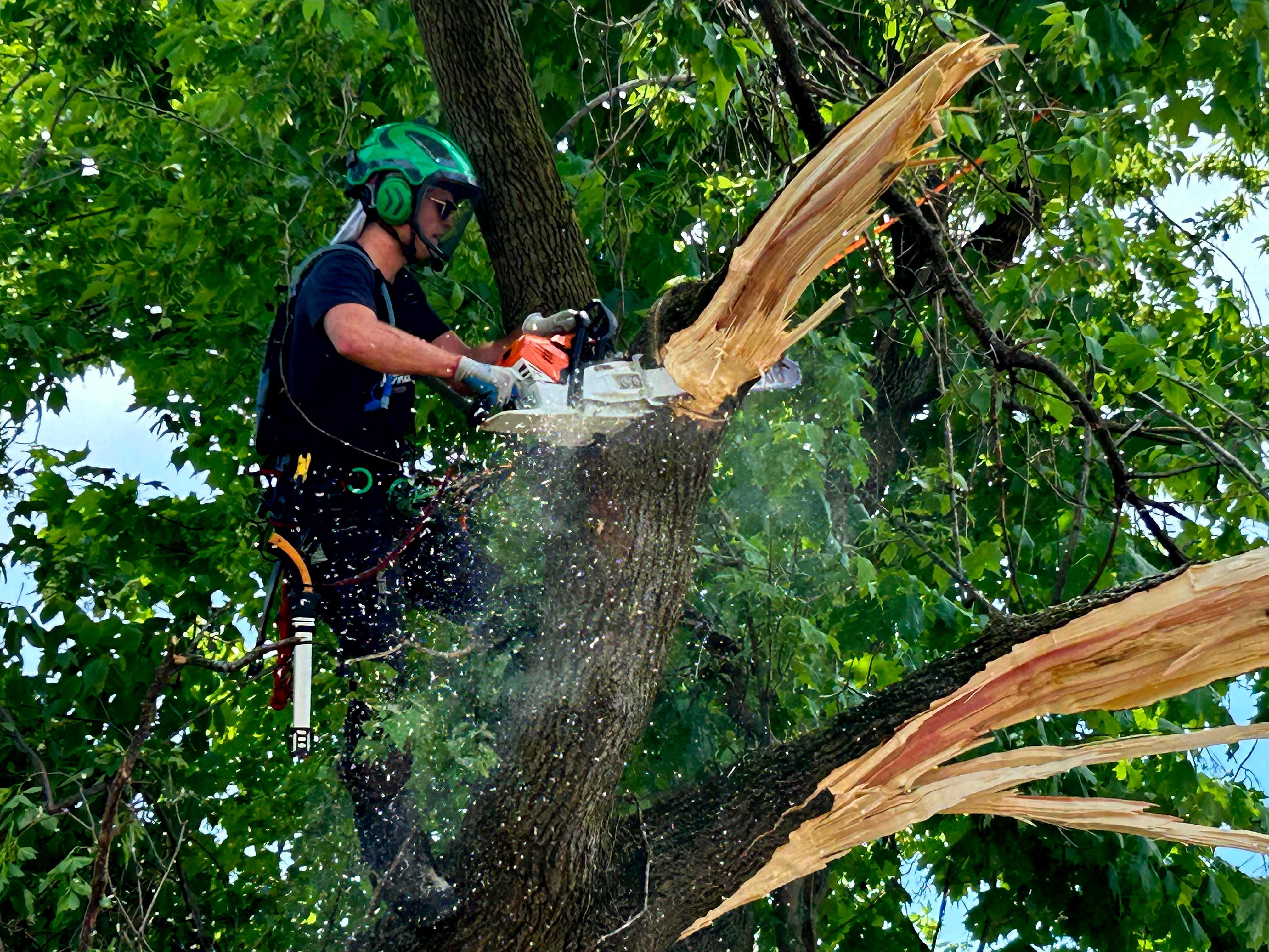 Abattage d'un arbre — éclats de bois en action