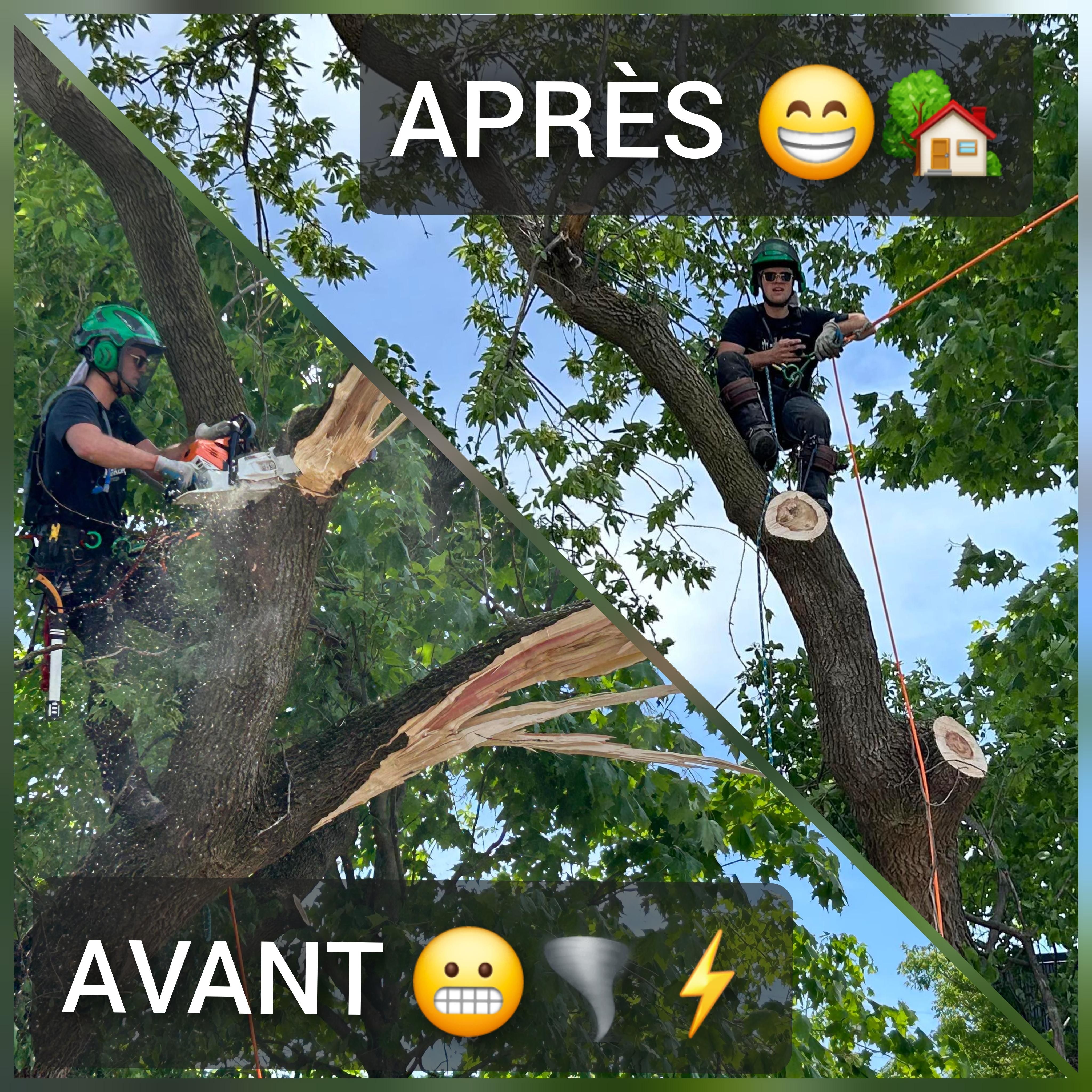 Avant / après — travaux d'abattage Arbre Boivin